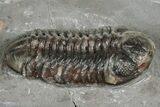 Cute Austerops Trilobite - Jorf, Morocco #328580-1